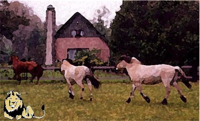 Paarden bij Het Heksenhuisje